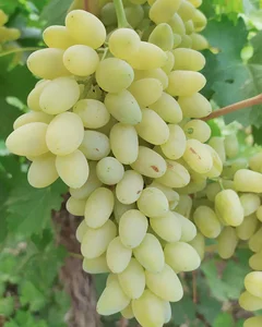 باغ انگور محمدی