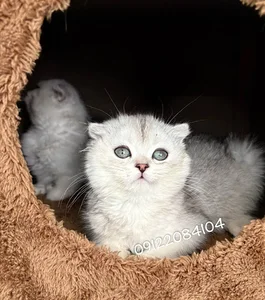پانسیون گربه نکو