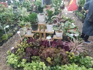 گل فروشی آقای گل 4
