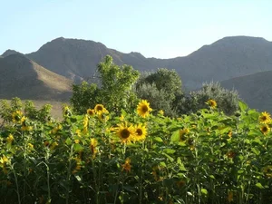 مزرعه یزدی