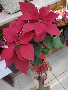 گلفروشی کژال 2