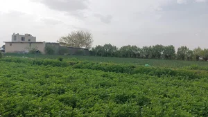 دامداری حاج یدالله فولادی
