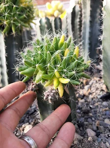 گلخانه کاکتوس ایمانی
