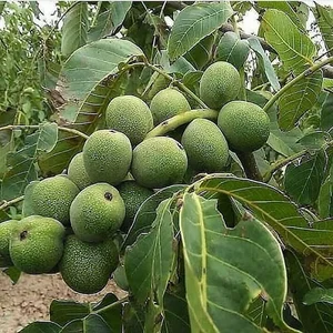 نهالستان تخصصی کوثر(مرکز فروش)