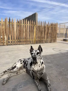 هتل پانسیون حیوانات خانگی سپینا🐶