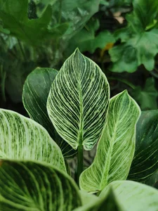 گلخانه جوکار