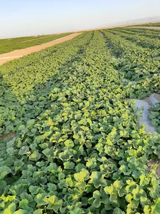 روستای تقی آباد