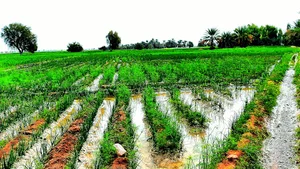 مدرسه ابتدایی عدالت بهرام آباد
