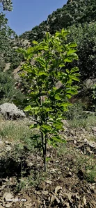 باغ ممد حسنی
