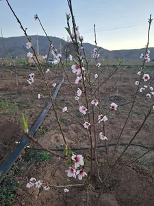 bagh satin