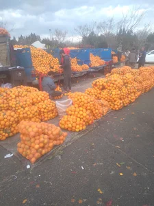 حق العمل کاری مرتضی سهیلی