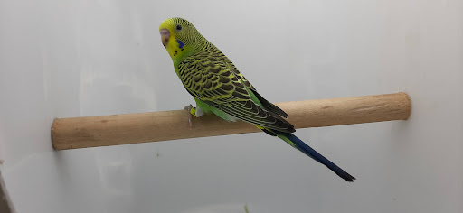 محمية بادجي البحر الأحمر Red Sea Budgie