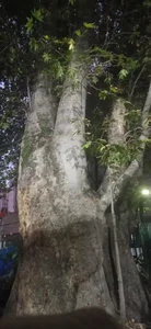چنار تاریخی سوهانک