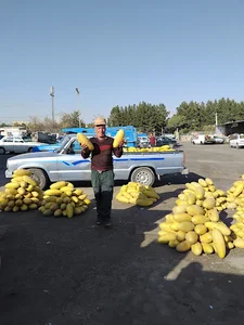 ميدان ميوه و تره بار شهرداري شيروان