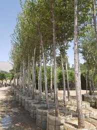 درخت چنار از بن 30 تا 300 - بن بالا