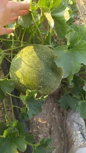 قلیان سرای ایلیاد
