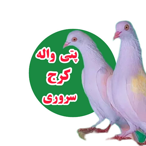 کبوتر پتی واله