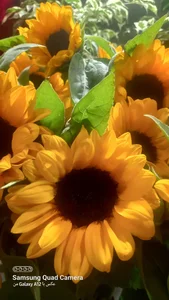 گل فروشی بهاره 2