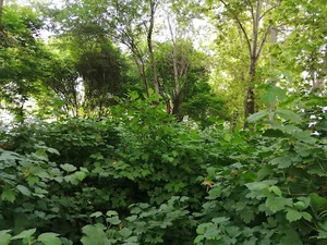 بوستان چمن