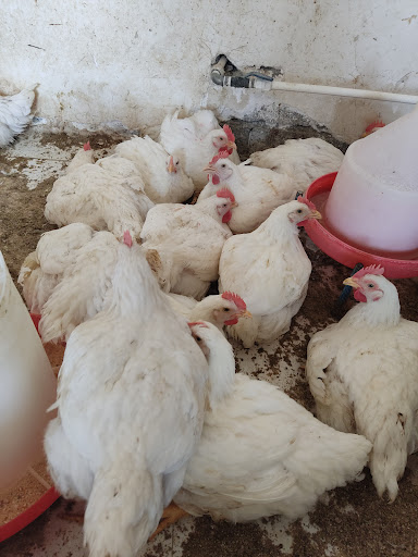 مرغ فروشی