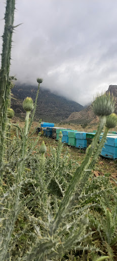 زنبور زاگرس