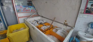 فروشگاه مرغ ماهی و میگو دریای جنوب (مهدیان فر) 3