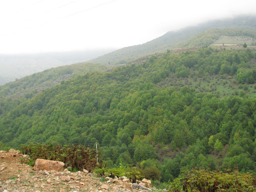 پارک جنگلی سرما