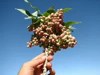 پسته کوهی (بنه) میوه درختی کهن و هزار ساله - فروشگاه اینترنتی دهتک