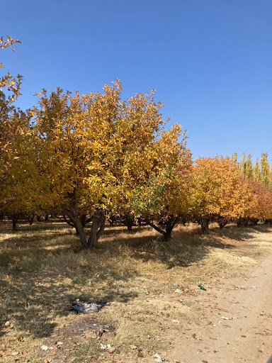 باغ سیب هادی اعتمادی