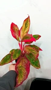 گل و گیاه پارسا 4