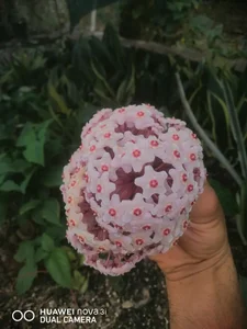 گل آنتیک 3