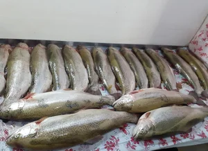 سوپر گوشت متین 2