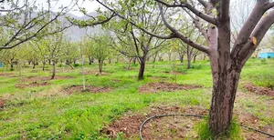 باغ برادران سیدپور یام