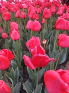 باشگاه بدنسازی اکسیژن