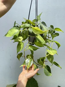 باغ هیوا | Hiwa Garden