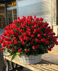 گل آریسا