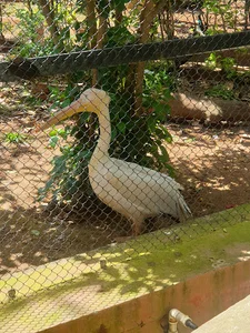 Bandiharlapur