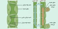 آوند چیست؟ – انواع آوند به زبان ساده – فرادرس – مجله‌