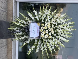گل شقایق 4