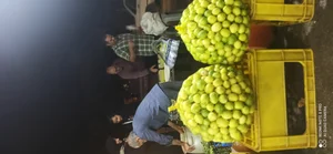 لیمو سرای سالار 3