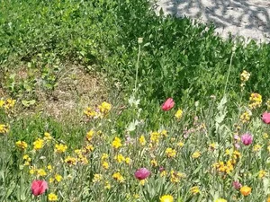 بوستان گیاه شناسی غدیر-فاروق شادآباد 5