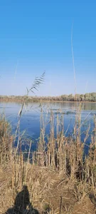 بیشه