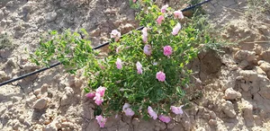 مزرعه گل محمدی