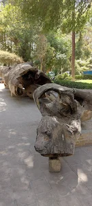 تنه درخت تاریخی چنار باغ زرشک