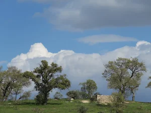پارک جنگلی بلوط بلند