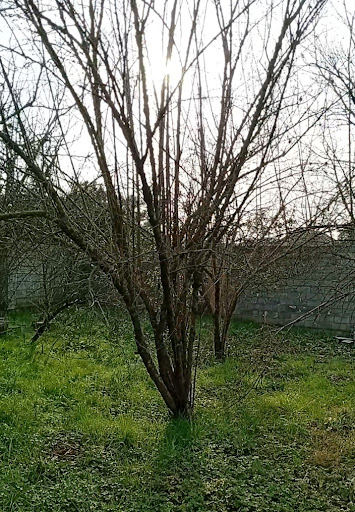 کلبه باغ سید رضا موسوی