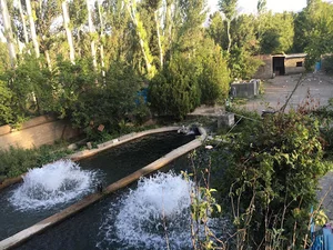 پرورش ماهی قزل آلای رنگین کمان