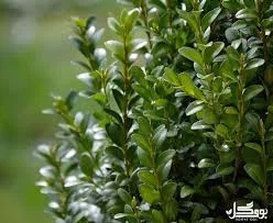 گیاه شمشاد (Buxus): انواع، مراقبت، کاشت، آفات و درمان‌ها | بوی گل