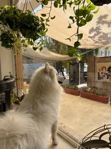 Atlas Vet Clinic کلینیک دامپزشکی اطلس وت 2
