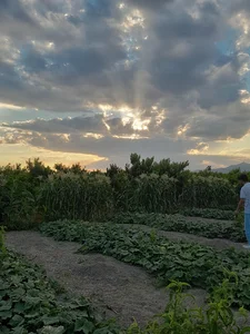 پارک هنرمندان